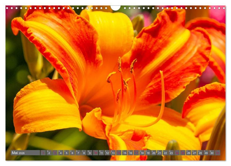 Produktbild: Blumenpracht der Welt (Wandkalender 2026 DIN A3 quer), CALVENDO Monatskalender