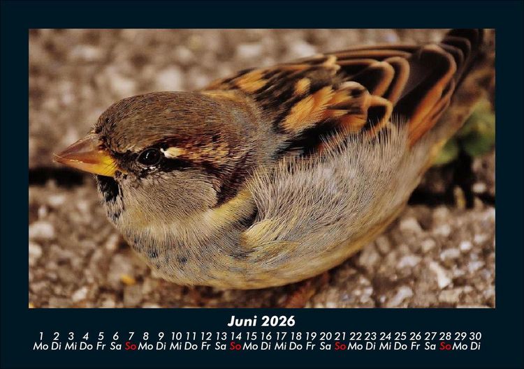 Produktbild: Welt der V&ouml;gel 2026 Fotokalender DIN A5