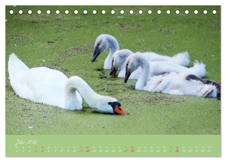 Produktbild: Schwanenfamilie, vom Ei bis zum Fliegen. (Tischkalender 2026 DIN A5 quer), CALVENDO Monatskalender