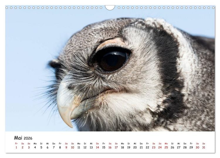 Produktbild: Eulen 2026 (Wandkalender 2026 DIN A3 quer), CALVENDO Monatskalender
