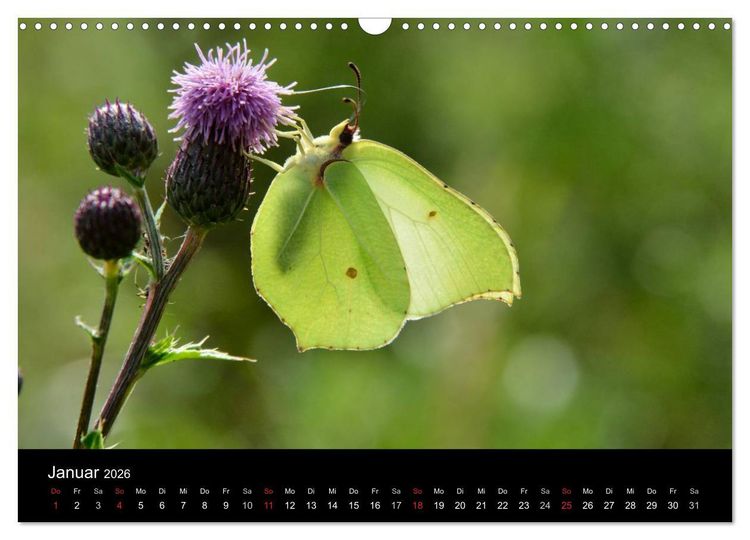 Produktbild: Schmetterlinge in Deutschland (Wandkalender 2026 DIN A3 quer), CALVENDO Monatskalender