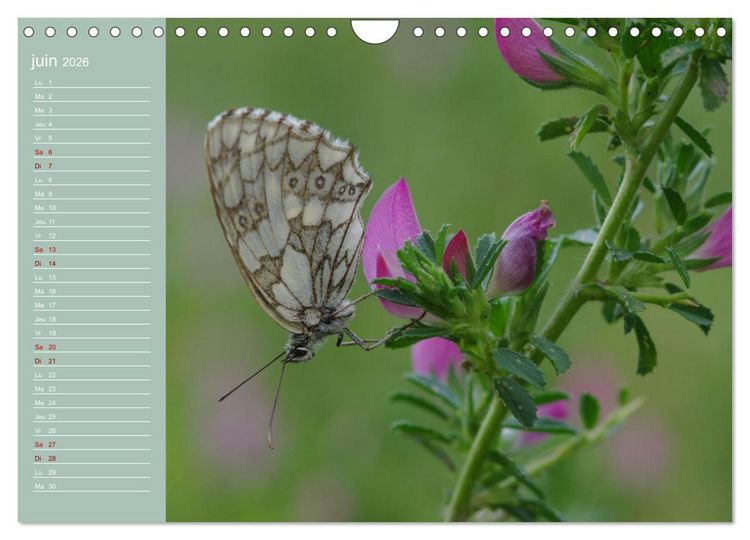Produktbild: Merveilleux papillons (Calendrier mural 2026 DIN A4 vertical), CALVENDO calendrier mensuel