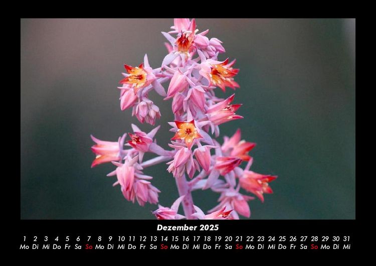 Produktbild: Blumentr&auml;ume 2025 Fotokalender DIN A3