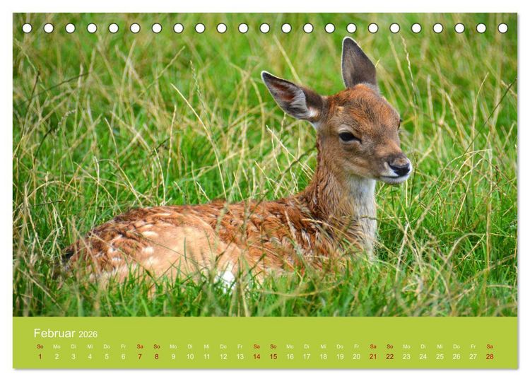 Produktbild: Die lieben Kleinen ... Tierkinder einfach zum Knuddeln (Tischkalender 2026 DIN A5 quer), CALVENDO Monatskalender