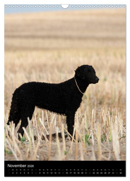 Produktbild: Curly Coated Retriever 2026 (Wandkalender 2026 DIN A3 hoch), CALVENDO Monatskalender