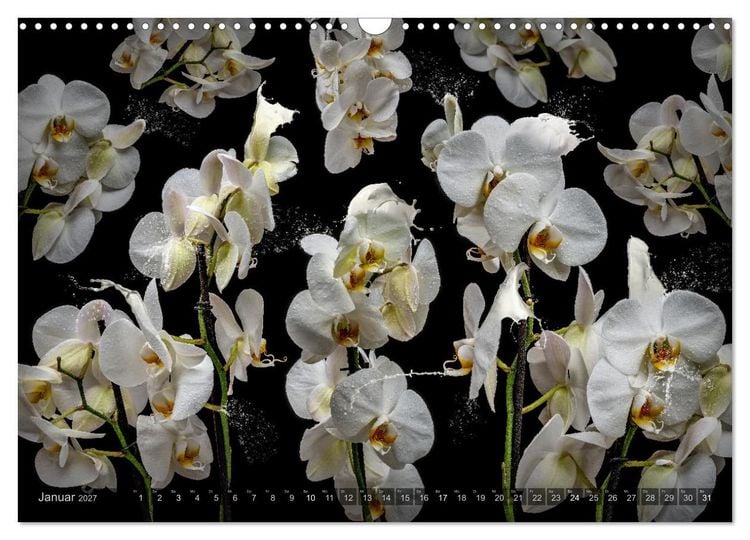 Produktbild: Orchidea (Wandkalender 2027 DIN A3 quer), CALVENDO Monatskalender