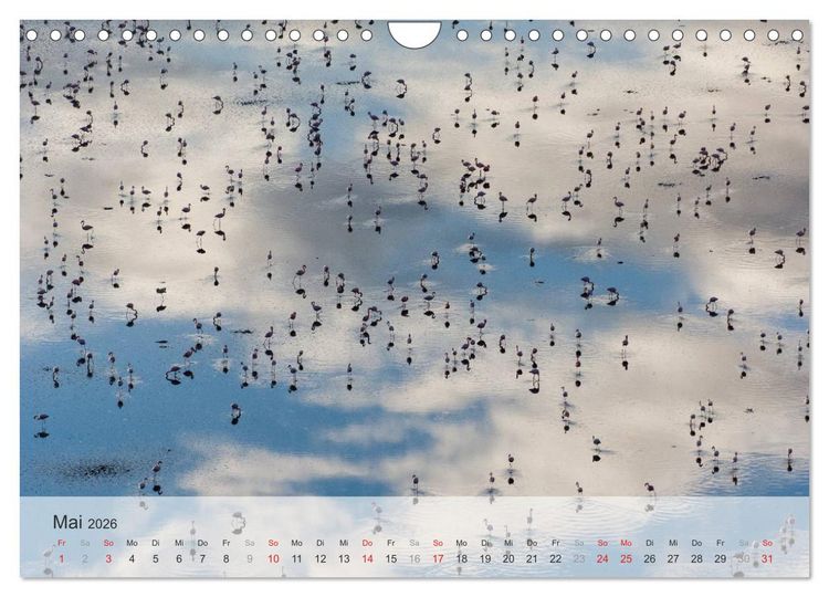 Produktbild: Flamingo Impressionen 2026 (Wandkalender 2026 DIN A4 quer), CALVENDO Monatskalender
