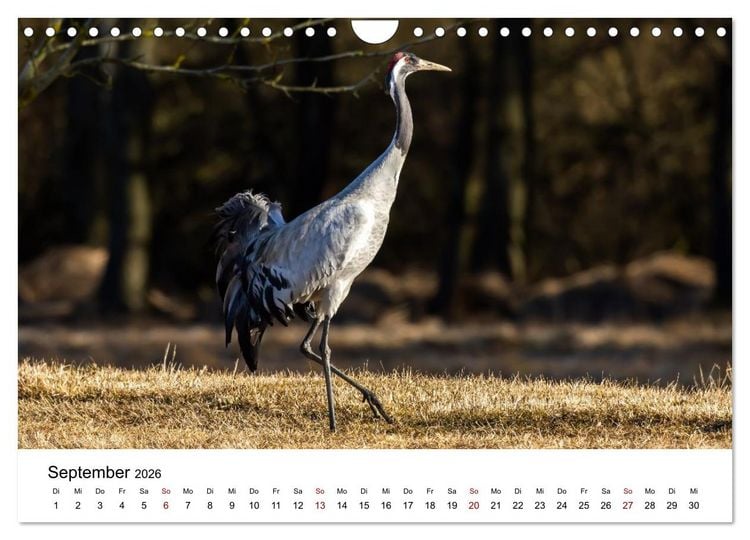 Produktbild: Kraniche im Erzgebirge (Wandkalender 2026 DIN A4 quer), CALVENDO Monatskalender