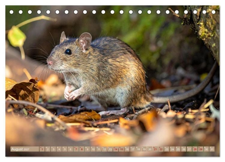 Produktbild: Gruseltiere (Tischkalender 2027 DIN A5 quer), CALVENDO Monatskalender