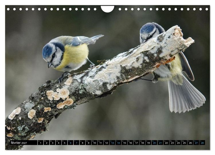 Produktbild: Mes anges bleus en &Icirc;le-de-France (Calendrier mural 2027 DIN A4 vertical), CALVENDO calendrier mensuel