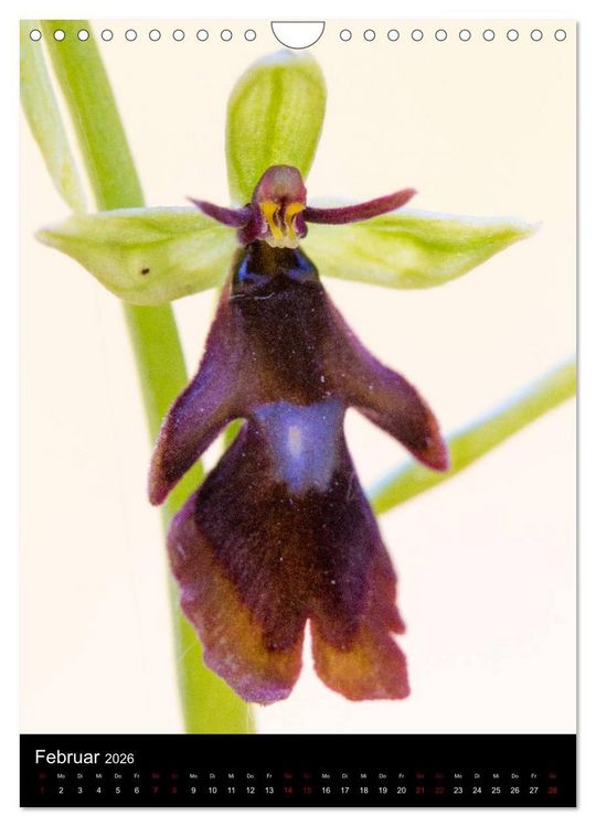 Produktbild: Im richtigen Licht: Wilde Orchideen in S&uuml;dbayern (Wandkalender 2026 DIN A4 hoch), CALVENDO Monatskalender
