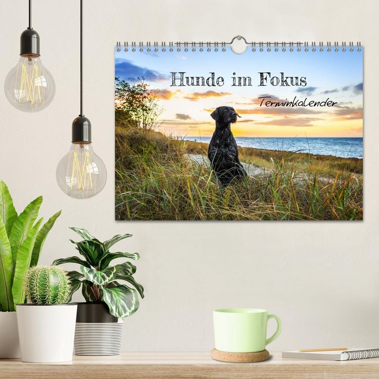Produktbild: Hunde im Fokus (Wandkalender 2026 DIN A4 quer), CALVENDO Monatskalender