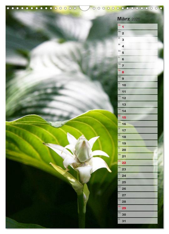 Produktbild: Hostas Herzblattlilien Funkien (Wandkalender 2026 DIN A3 hoch), CALVENDO Monatskalender