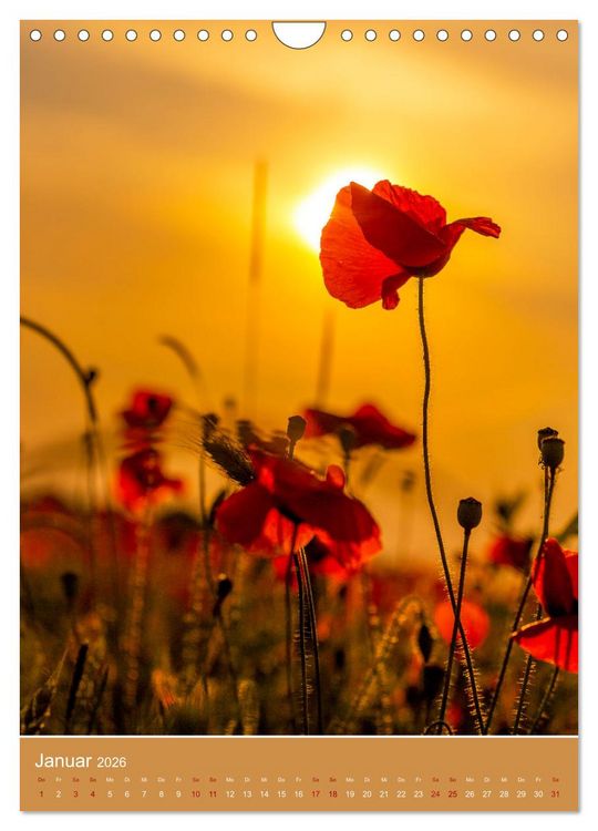 Produktbild: Mohnblumen - kraftvoll und zart (Wandkalender 2026 DIN A4 hoch), CALVENDO Monatskalender