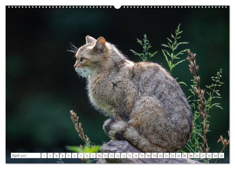 Produktbild: Wildkatzen - die anmutigsten Raubiere in Europa. (Wandkalender 2027 DIN A2 quer), CALVENDO Monatskalender