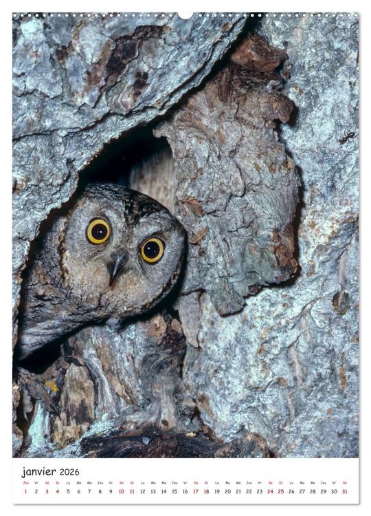 Produktbild: Une vie de hibou les oiseaux (Calendrier mural 2026 DIN A2 horizontal) calendrier de bureau