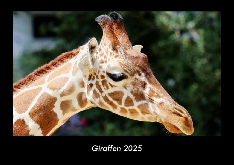 Produktbild: Giraffen 2025 Fotokalender DIN A3