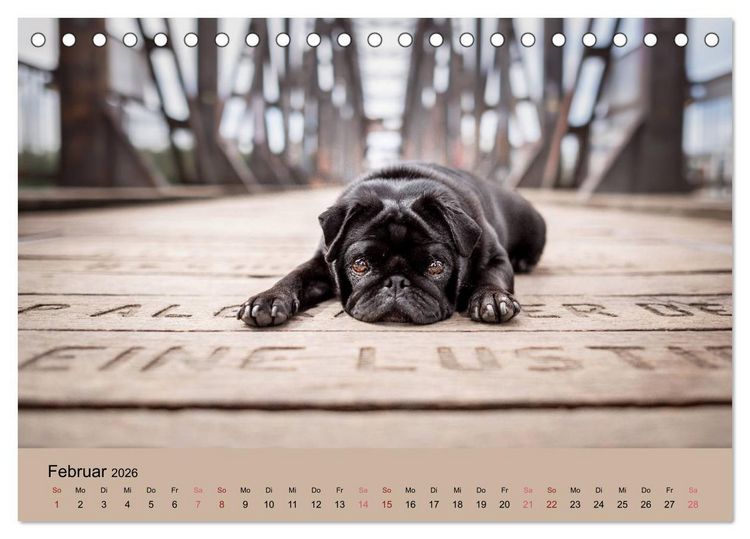 Produktbild: Diesel - ein mopsiges Leben (Tischkalender 2026 DIN A5 quer), CALVENDO Monatskalender
