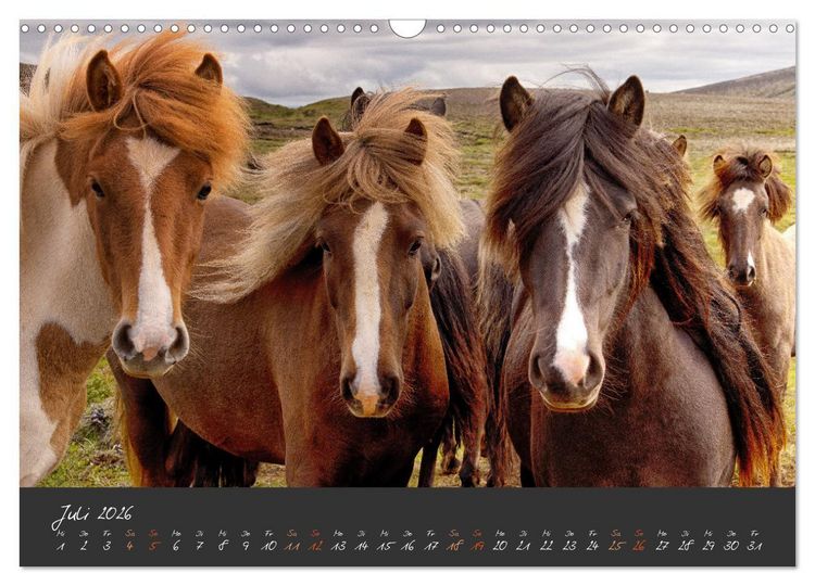 Produktbild: Islandpferde im Isi-Land (Wandkalender 2026 DIN A3 quer), CALVENDO Monatskalender