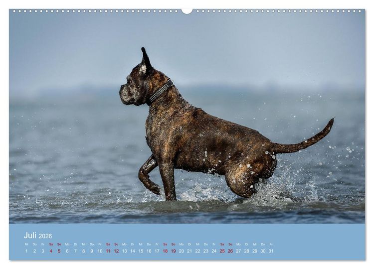 Produktbild: Fantastische Boxer - Sieger der Herzen (hochwertiger Premium Wandkalender 2026 DIN A2 quer), Kunstdruck in Hochglanz
