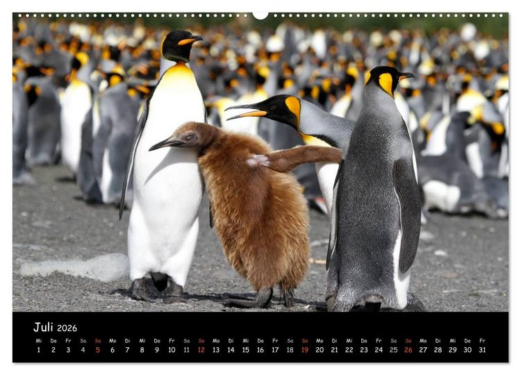 Produktbild: Pinguine aus aller Welt (Wandkalender 2026 DIN A2 quer), CALVENDO Monatskalender