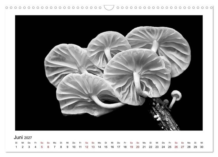 Produktbild: Die grafische Sch&ouml;nheit der Pflanzen &ndash; Schwarz-Wei&szlig; (Wandkalender 2027 DIN A3 quer), CALVENDO Monatskalender