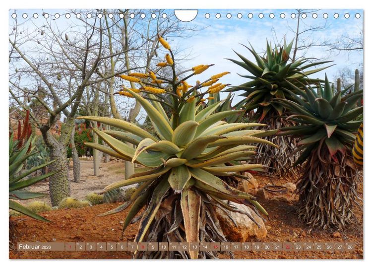 Produktbild: BOTANICACTUS Mallorcas Kakteengarten (Wandkalender 2026 DIN A4 quer), CALVENDO Monatskalender
