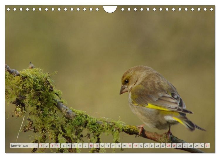 Produktbild: Oiseaux libres et sauvages (Calendrier mural 2026 DIN A4 vertical), CALVENDO calendrier mensuel