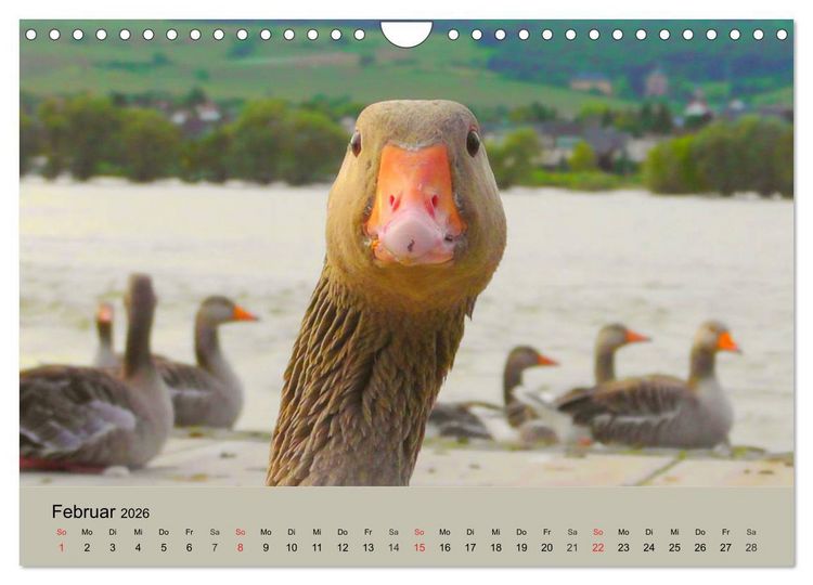Produktbild: G&auml;nse. Von wegen dumme Gans! (Wandkalender 2026 DIN A4 quer), CALVENDO Monatskalender