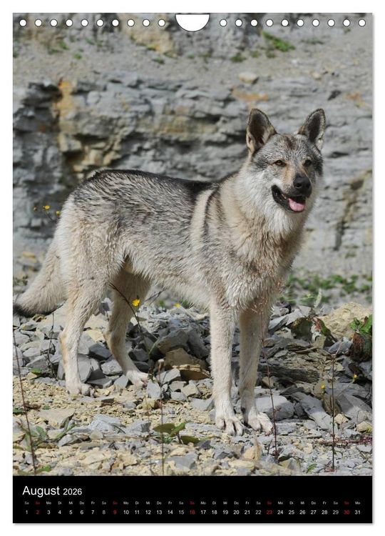 Produktbild: Faszination Wolfhund (Wandkalender 2026 DIN A4 hoch), CALVENDO Monatskalender