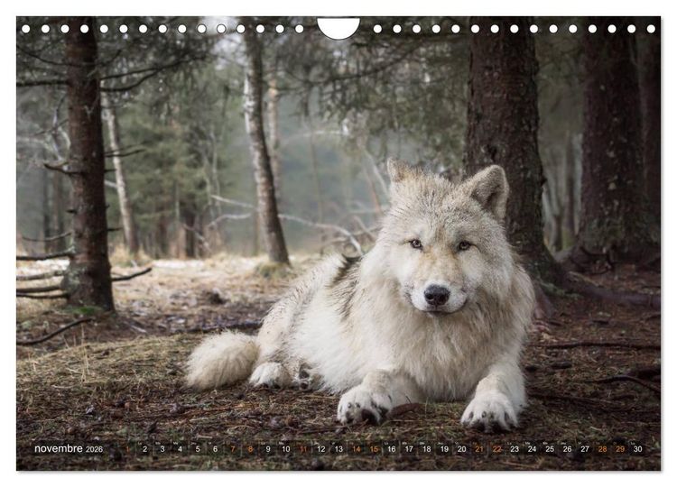 Produktbild: Les p'tits loups gris (Calendrier mural 2026 DIN A4 vertical), CALVENDO calendrier mensuel