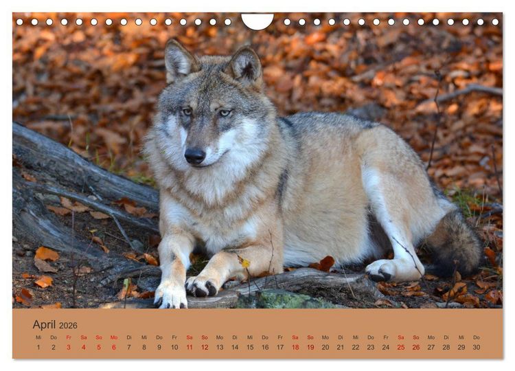 Produktbild: Begegnungen DER WOLF (Wandkalender 2026 DIN A4 quer), CALVENDO Monatskalender