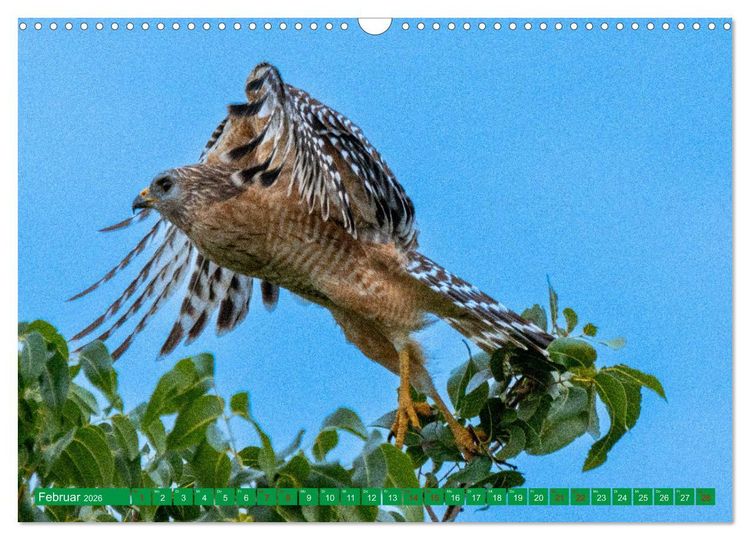 Produktbild: Greifv&ouml;gel - wild und sch&ouml;n (Wandkalender 2026 DIN A3 quer), CALVENDO Monatskalender