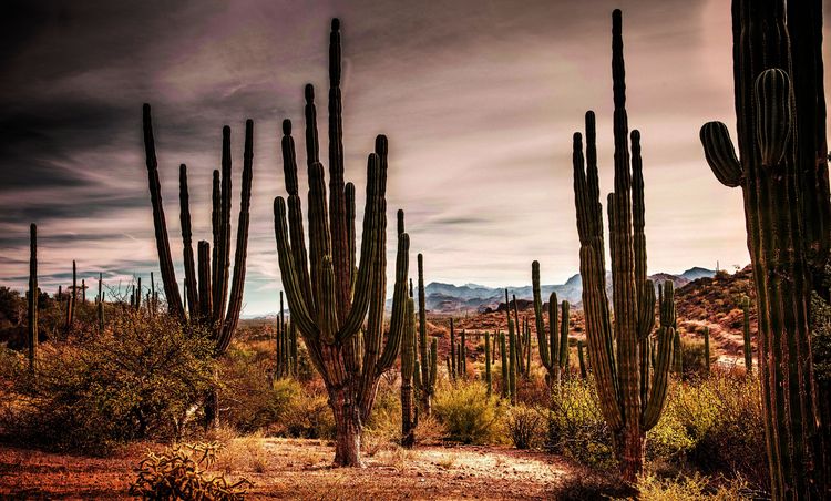 Produktbild: Baja California