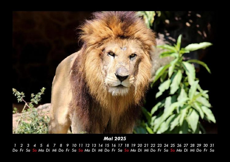 Produktbild: L&ouml;wen in der Wildnis 2025 Fotokalender DIN A3