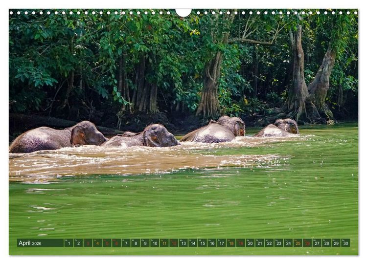 Produktbild: Borneos Zwergelefanten (Wandkalender 2026 DIN A3 quer), CALVENDO Monatskalender