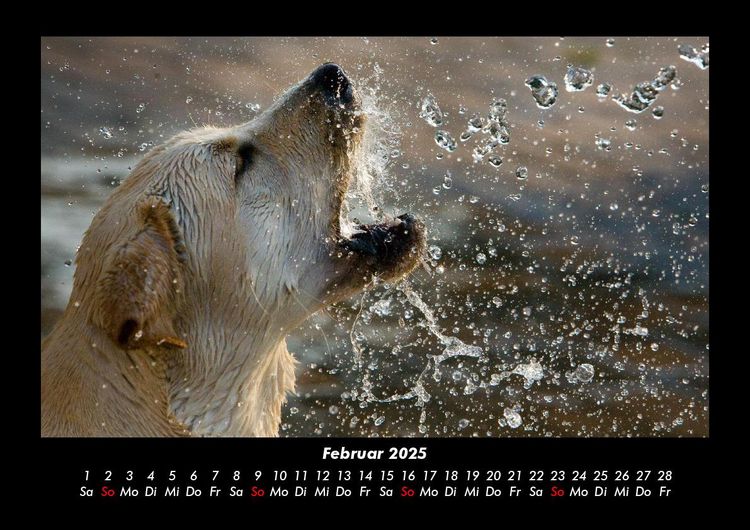 Produktbild: Hundezauber 2025 Fotokalender DIN A3