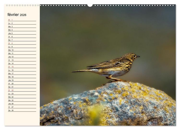 Produktbild: Notre nature sauvage, les passereaux d'Europe (Calendrier mural 2026 DIN A2 vertical), CALVENDO calendrier mensuel