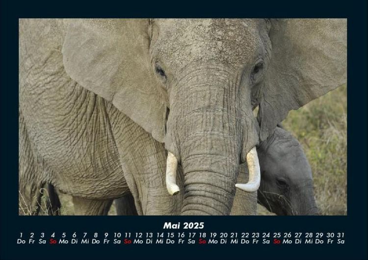 Produktbild: Der Tierkalender 2025 Fotokalender DIN A4