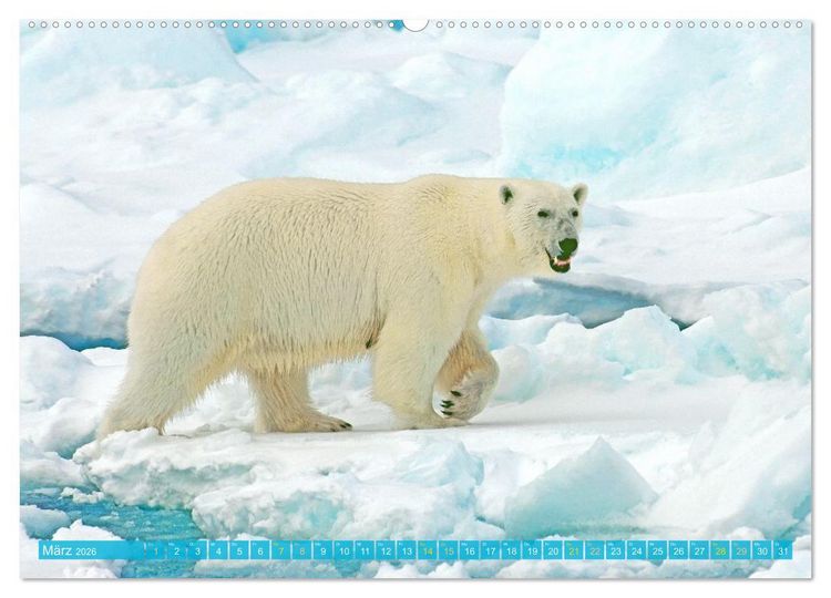 Produktbild: Eisb&auml;ren: Lebensk&uuml;nstler im Eis (hochwertiger Premium Wandkalender 2026 DIN A2 quer), Kunstdruck in Hochglanz