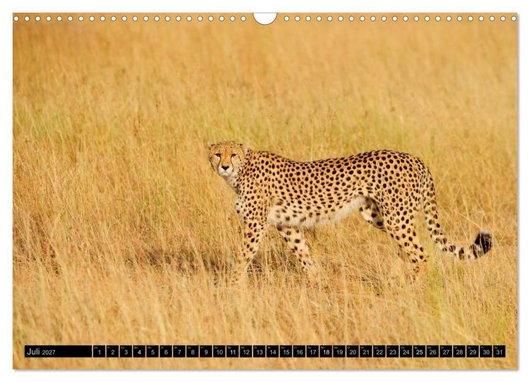 Produktbild: Magie des Augenblicks: Geparde - verschmuste Raubkatzen (Wandkalender 2027 DIN A3 quer), CALVENDO Monatskalender