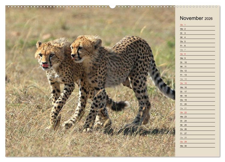 Produktbild: Geparden - Ein Leben in Afrika (hochwertiger Premium Wandkalender 2026 DIN A2 quer), Kunstdruck in Hochglanz