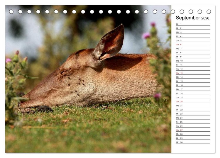 Produktbild: Hirsche (Tischkalender 2026 DIN A5 quer), CALVENDO Monatskalender