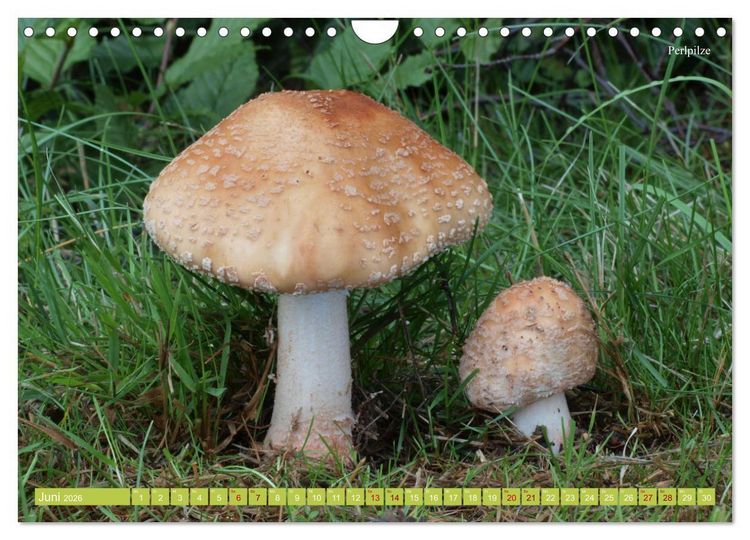 Produktbild: Pilze finden - das ganze Jahr! (Wandkalender 2026 DIN A4 quer), CALVENDO Monatskalender