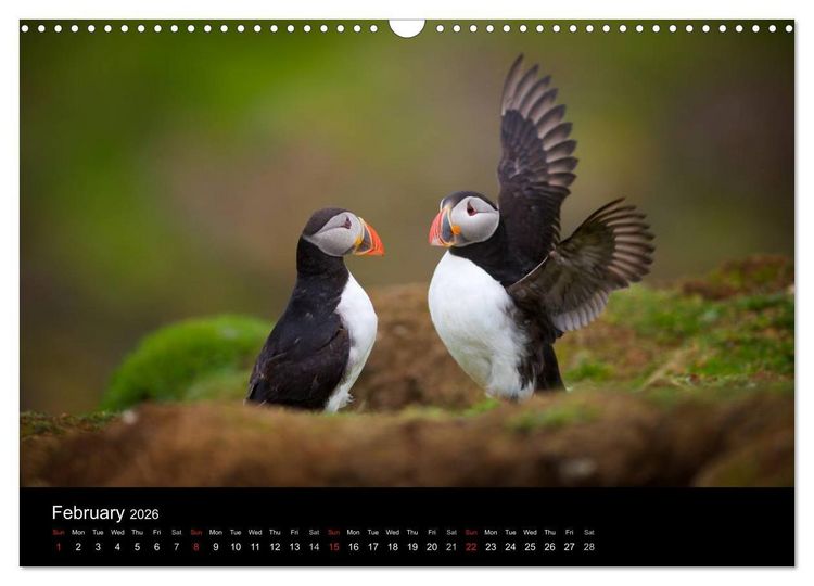 Produktbild: ATLANTIC PUFFINS OF SCOTLAND (Wall Calendar 2026 DIN A3 landscape), CALVENDO 12 Month Wall Calendar