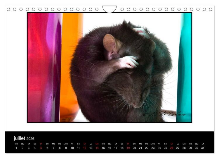 Produktbild: Ratte Ouille (Calendrier mural 2026 DIN A4 vertical), CALVENDO calendrier mensuel