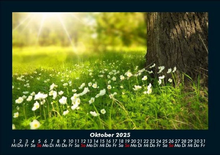 Produktbild: Pflanzen und Bl&uuml;ten 2025 Fotokalender DIN A5