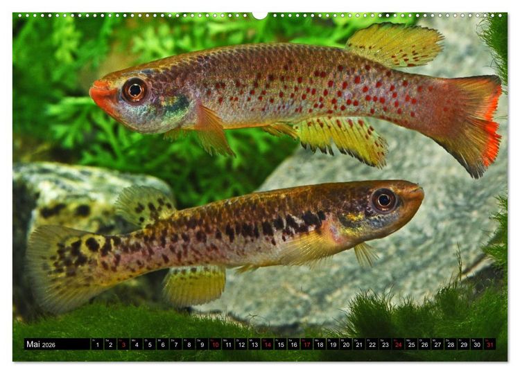 Produktbild: Bunte Fische der Welt - Killifische (Wandkalender 2026 DIN A2 quer), CALVENDO Monatskalender
