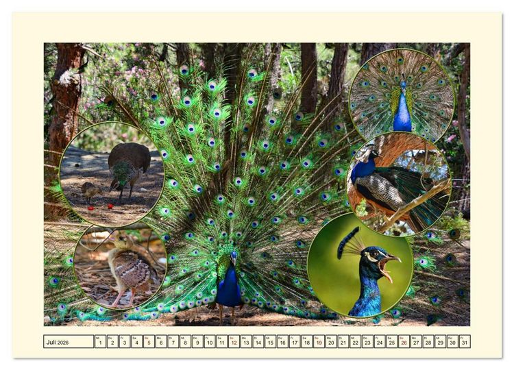 Produktbild: Natur und Kultur der Insel Kos (Wandkalender 2026 DIN A2 quer), CALVENDO Monatskalender