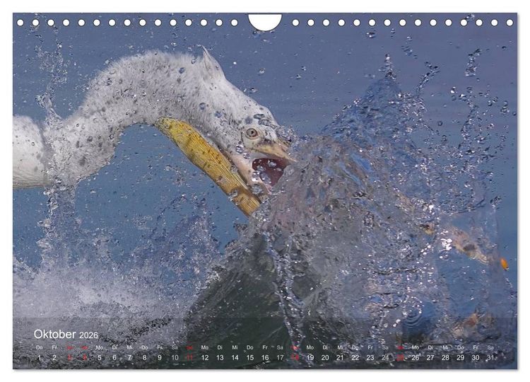 Produktbild: Pelikan-Kalender (Wandkalender 2026 DIN A4 quer), CALVENDO Monatskalender